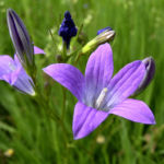 Glockenblume blau klein wild Campanula 02