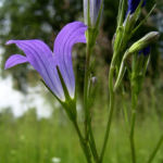 Glockenblume blau klein wild Campanula 03