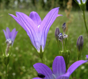 Glockenblume blau klein wild Campanula 04