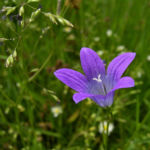 Glockenblume blau klein wild Campanula 05