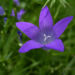 Zurück zum kompletten Bilderset Glockenblume blau klein wild Campanula