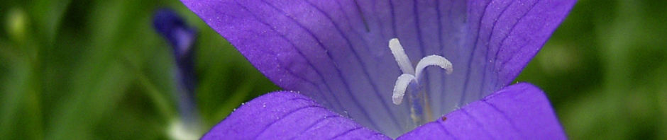 Anklicken um das ganze Bild zu sehen  Glockenblume blau klein wild Campanula