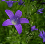 Glockenblume blau klein wild Campanula 07