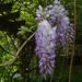 Zurück zum kompletten Bilderset Chinesischer Blauregen Glyzinie Blütendolde weiß blau Wisteria sinensis