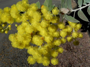 Gold Akazie Golden Wattle Bluete gelb Acacia pycnantha 02