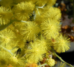 Gold Akazie Golden Wattle Bluete gelb Acacia pycnantha 05