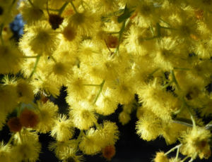 Gold Akazie Golden Wattle Bluete gelb Acacia pycnantha 08