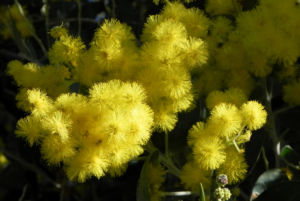 Gold Akazie Golden Wattle Bluete gelb Acacia pycnantha 10