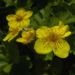Zurück zum kompletten Bilderset Gelapptblättrige-Waldsteinie Blüte gelb Waldsteinia geoides