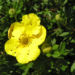 Zurück zum kompletten Bilderset Gold-Fingerkraut Blüte gelb Potentilla aurea