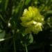 Zurück zum kompletten Bilderset Gold-Klee Blüte gelb Trifolium aureum