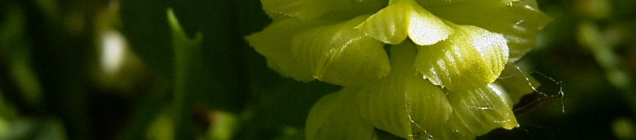 Anklicken um das ganze Bild zu sehen  Gold-Klee Blüte gelb Trifolium aureum