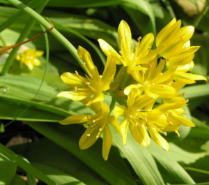 Gold Lauch Bluete gelb Allium molly 08