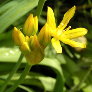 Gold Lauch Bluete gelb Allium molly 09
