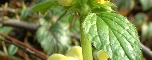 Anklicken um das ganze Bild zu sehen  Gewöhnliche Goldnessel Blüte gelb Lamiastrum galeobdolon