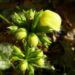 Zurück zum kompletten Bilderset Gewöhnliche Goldnessel Blüte gelb Lamium galeobdolon