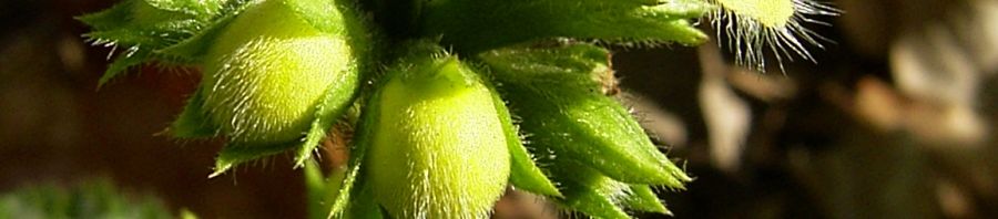 Anklicken um das ganze Bild zu sehen  Gewöhnliche Goldnessel Blüte gelb Lamium galeobdolon
