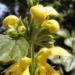 Zurück zum kompletten Bilderset Gewöhnliche Goldnessel Blüte gelb Lamiastrum galeobdolon