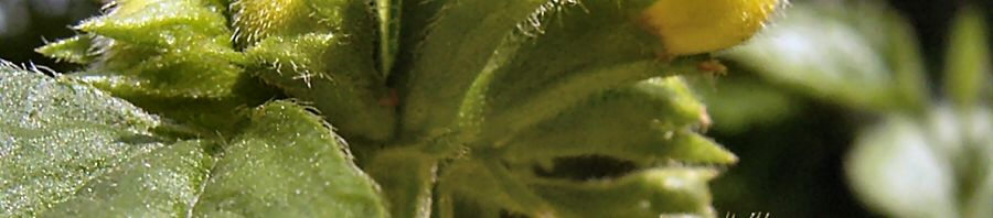 Anklicken um das ganze Bild zu sehen  Gewöhnliche Goldnessel Blüte gelb Lamiastrum galeobdolon