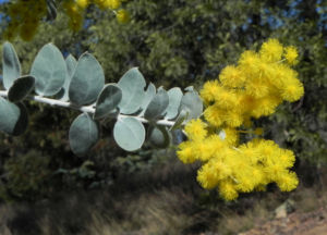 Golden Wattle Akazie Bluete gelb Blatt gruen Acacia pycnantha 01