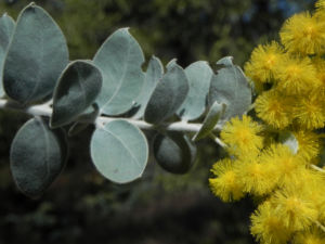 Golden Wattle Akazie Bluete gelb Blatt gruen Acacia pycnantha 02