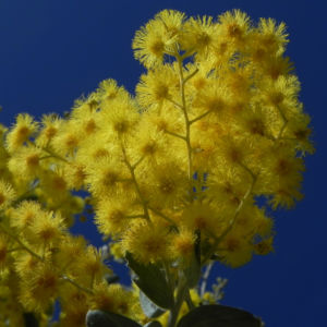 Golden Wattle Akazie Bluete gelb Acacia pycnantha 04