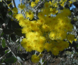 Golden Wattle Akazie Bluete gelb Acacia pycnantha 06