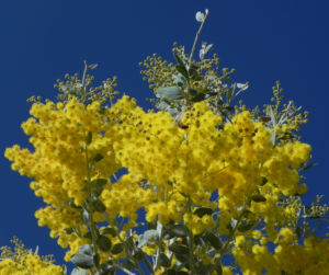 Golden Wattle Akazie Bluete gelb Acacia pycnantha 07