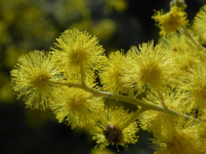 Golden Wattle Akazie Bluete gelb Acacia pycnantha 09