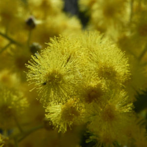 Golden Wattle Akazie Bluete gelb Acacia pycnantha 10