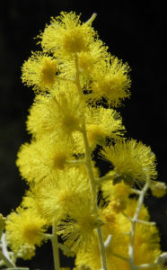 Golden Wattle Akazie Bluete gelb Acacia pycnantha 11