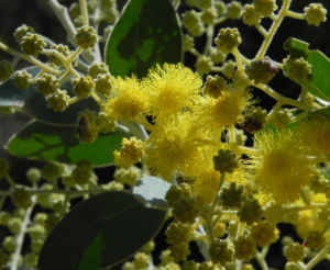 Golden Wattle Akazie Bluete gelb Acacia pycnantha 13