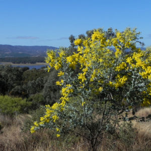 Golden Wattle Akazie Busch Bluete gelb Blatt gruen Acacia pycnantha 19