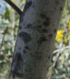 Golden Wattle Akazie Rinde grau Acacia pycnantha 05