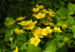 Zurück zum kompletten Bilderset Golderdbeere Blatt Blüte gelb Waldsteinia fragarioides