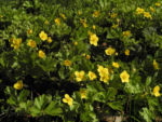 Bild:  Golderdbeere Blüte gelb Waldsteinia fragarioides