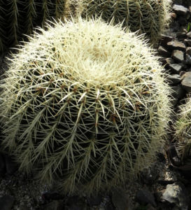 Goldkugel Kaktus gruen Stacheln hellgelb Echinocactus grusoniii 06