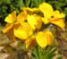Zurück zum kompletten Bilderset Goldlack Blüte gelb Erysimum cheiri