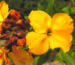 Zurück zum kompletten Bilderset Goldlack Blüte orange Erysimum cheiri