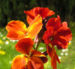 Zurück zum kompletten Bilderset Goldlack Blüte rot Erysimum cheiri