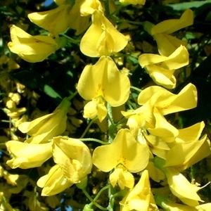 Goldregen Bluete Laburnum anagyroides 01