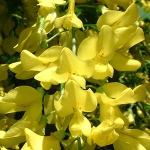 Goldregen Bluete Laburnum anagyroides 02