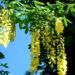 Zurück zum kompletten Bilderset Gemeiner Goldregen Blüte gelb Laburnum anagyroides
