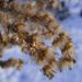 Zurück zum kompletten Bilderset Goldrute Wintersamen Solidago