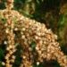 Zurück zum kompletten Bilderset Goldrute Solidago