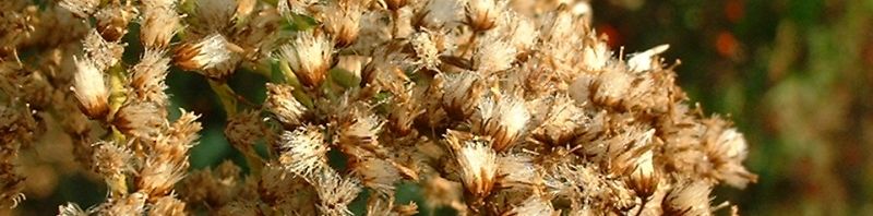 Anklicken um das ganze Bild zu sehen  Goldrute Solidago