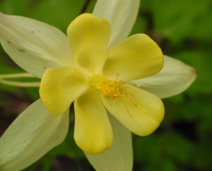 Goldsporn Akelei Bluete gelb Aquilegia chrysantha0 0