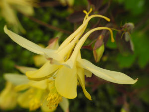 Goldsporn Akelei Bluete gelb Aquilegia chrysantha01