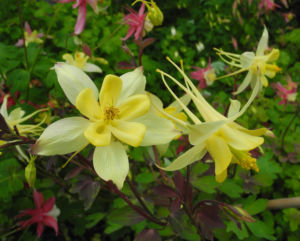 Goldsporn Akelei Bluete gelb Aquilegia chrysantha03