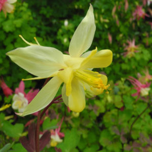 Goldsporn Akelei Bluete gelb Aquilegia chrysantha0 3